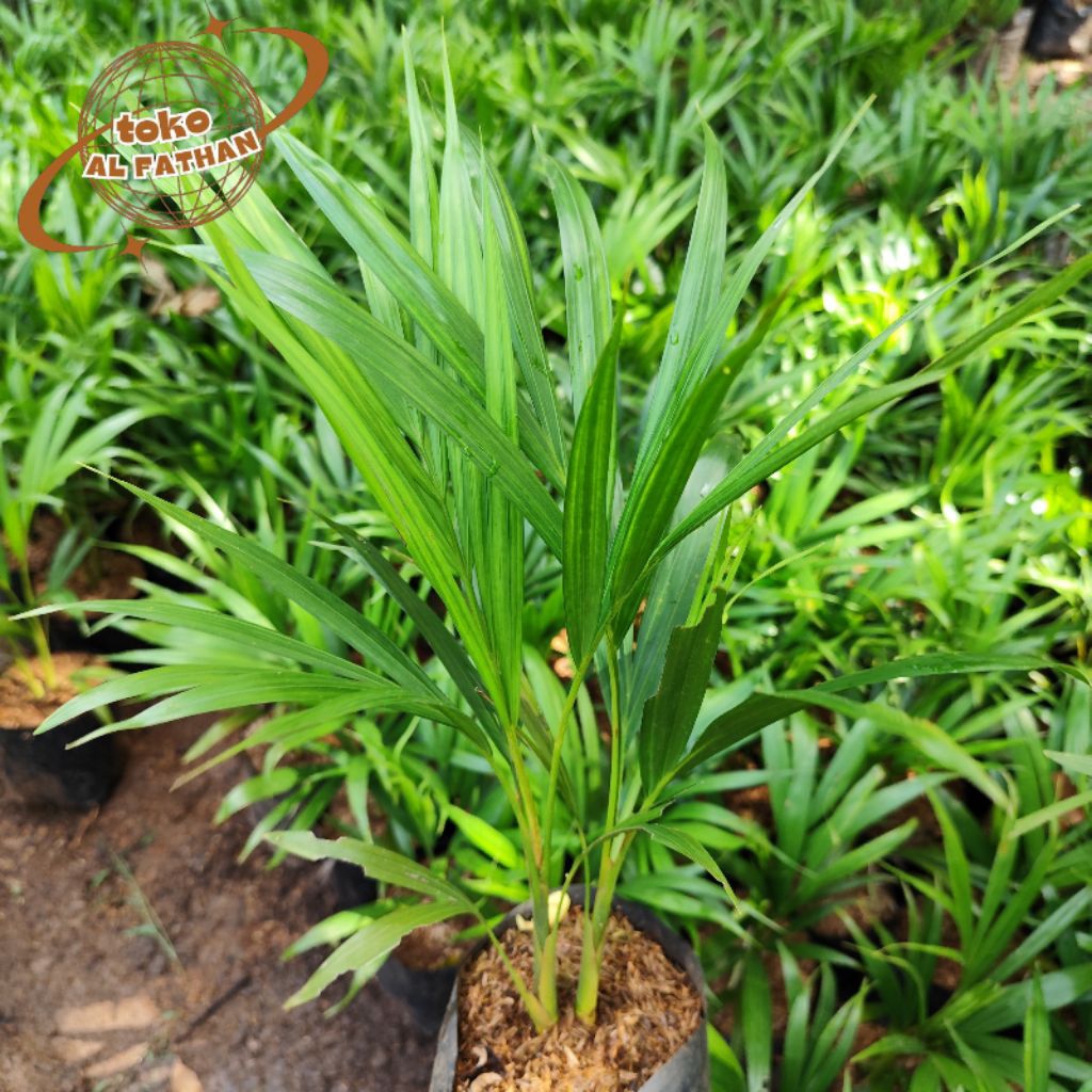 Tanaman Hias Jenis Palem Hias Cocok Untuk Mempercantik Halaman