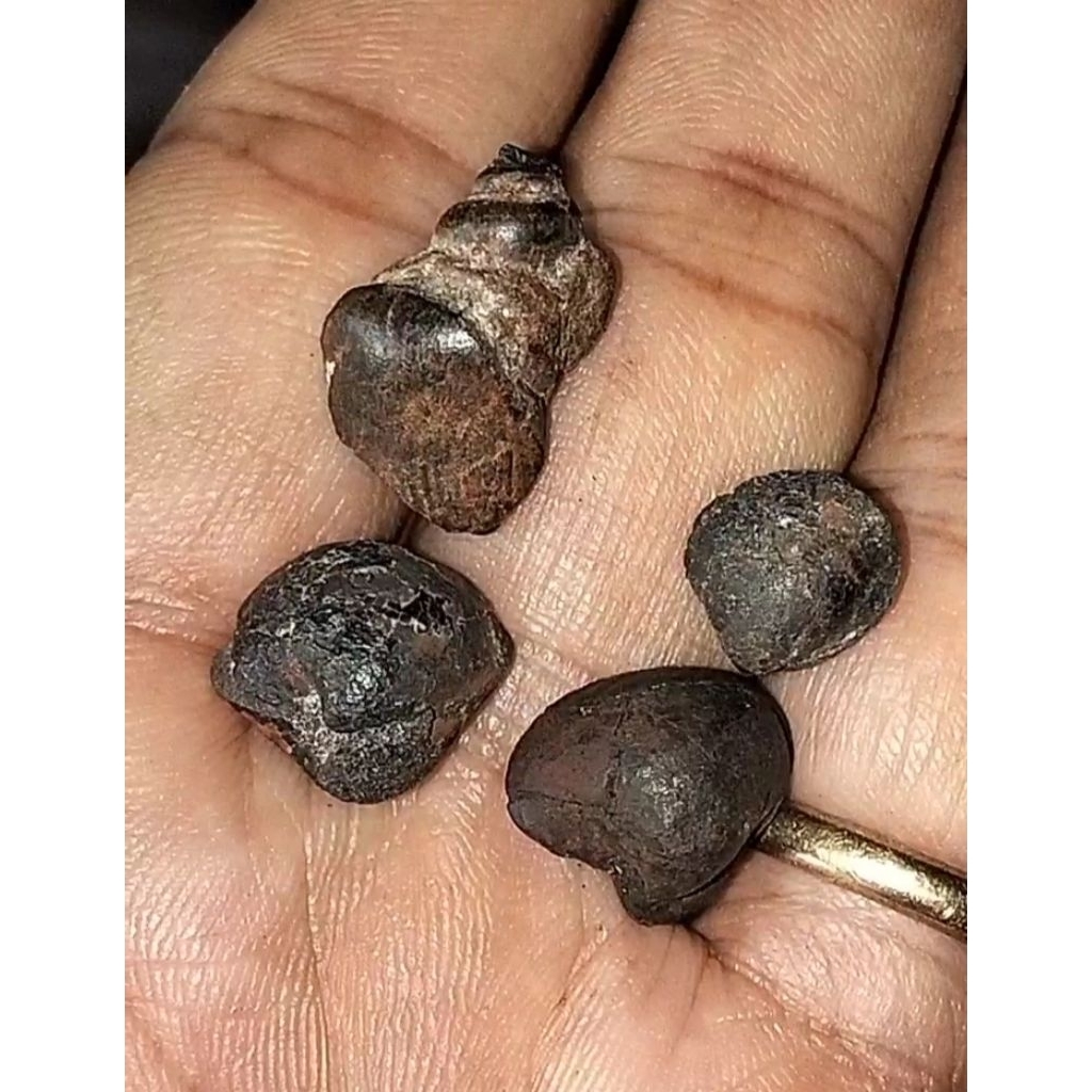 Kul Buntet dann kijing Bungkem natural , harga semuanya.