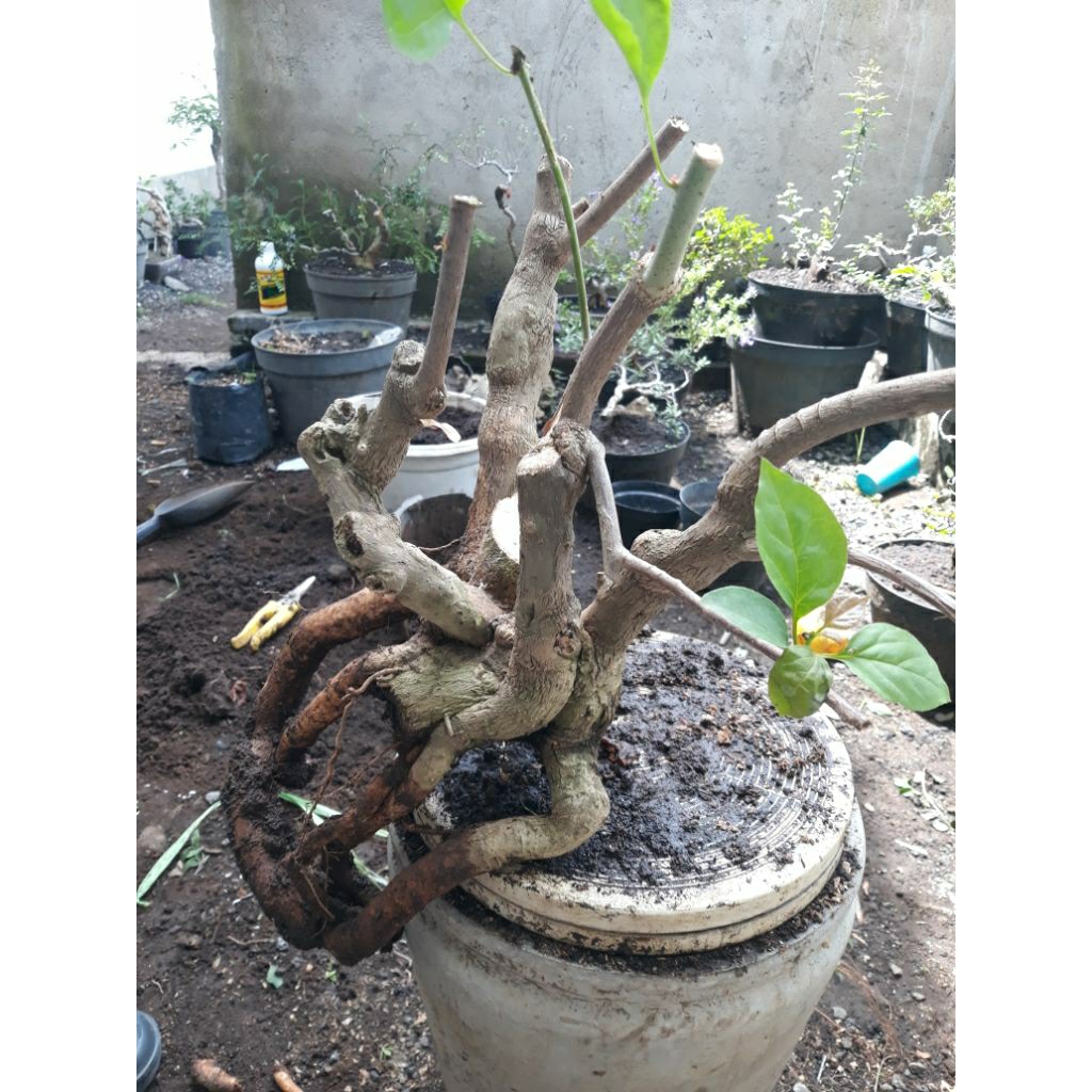 Bonsai Bahan Bougenville