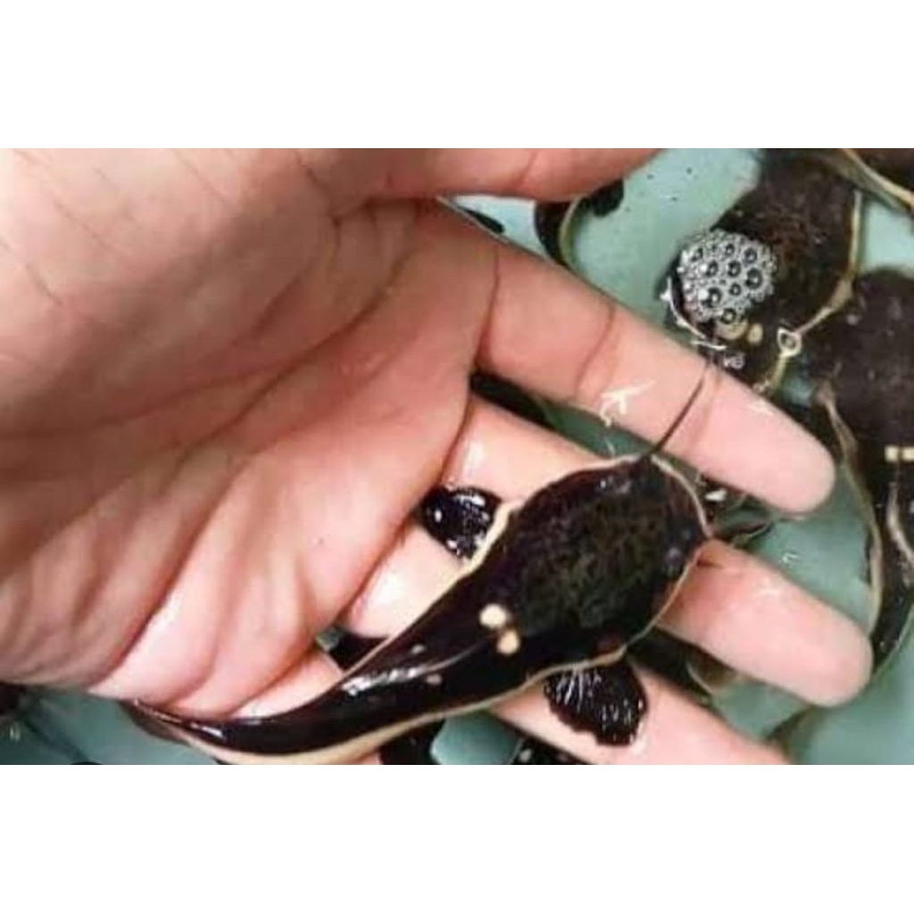 RTC ATU LELE HIAS UKURAN 6/10 CM BONUS PAKAN