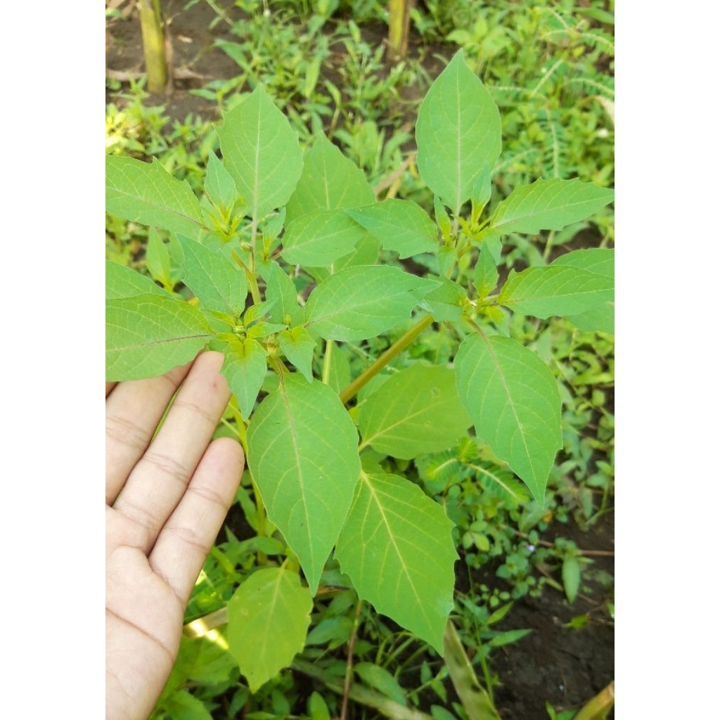 Bibit Buah Ciplukan/Cecendet