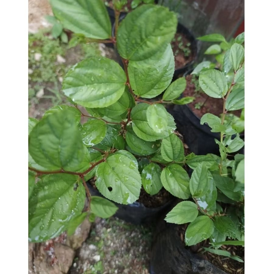 Pohon Bidara Arab/ Tanaman Bidara Arab Asli/ Bidara Arab