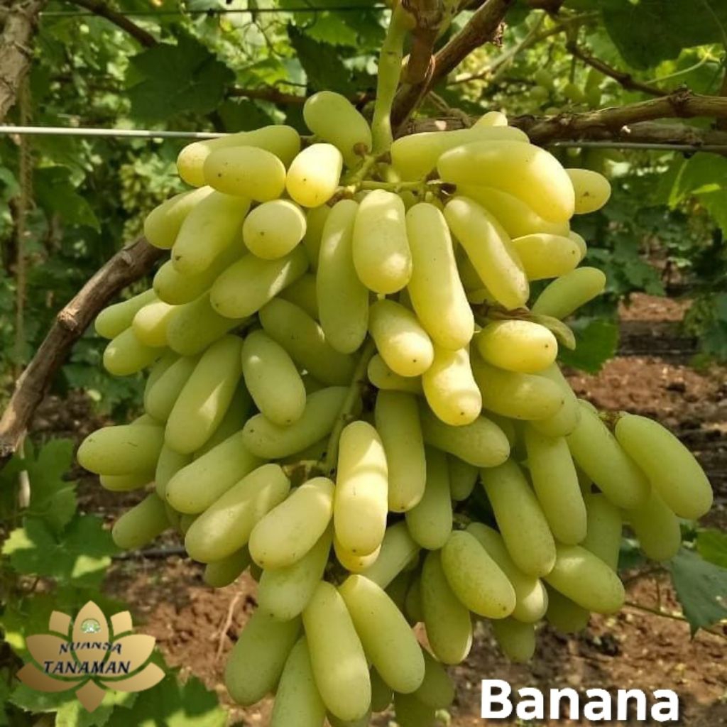 Tanaman Pohon Buah Anggur Banana Siap Tanam/Pohon Buah Anggur Import Banana Siap Tanam