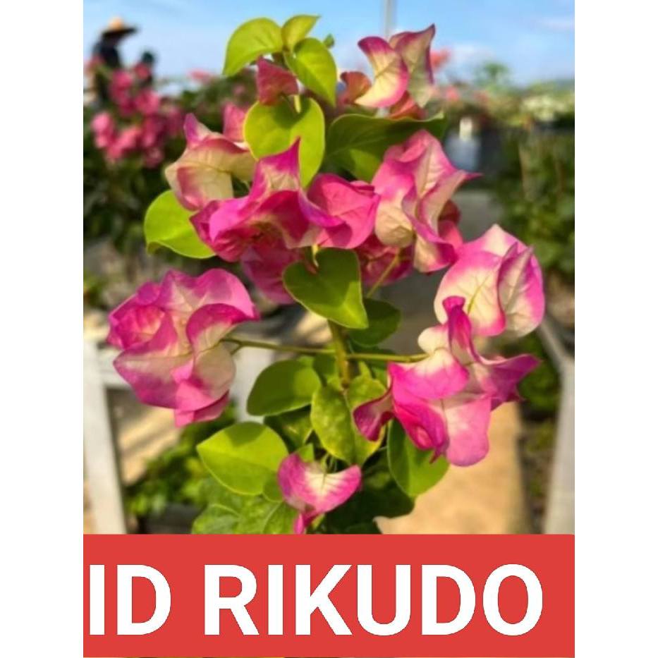 Stek Bougenville import Rikudo (perbatang)