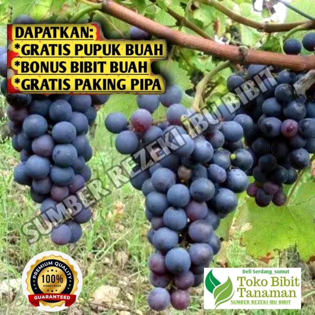Bibit pohon anggur hitam isabel