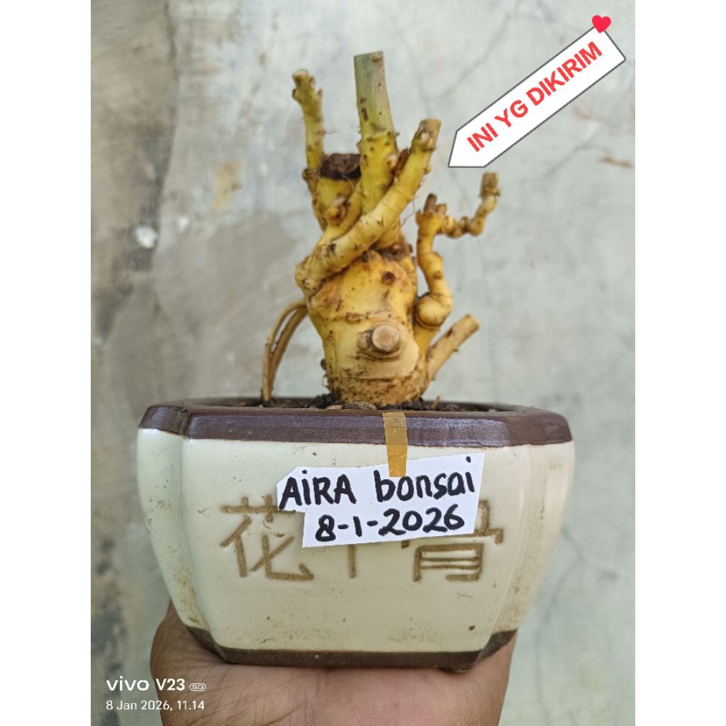bahan bonsai serut dongkelan