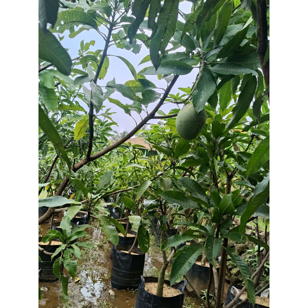 Bibit mangga manalagi kondisi berbuah/berbunga uk jumbo