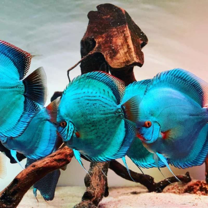 Dekorasi Hiasan Aquarium Discus Blue Cobalt (KHUSUS INSTAN)