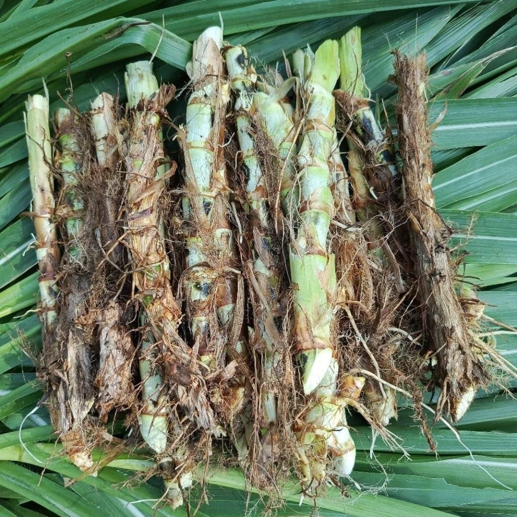 BIBIT RUMPUT ODOT 15 BATANG TERMURAH/ BIBIT RUMPUT ODOT MURAH/ BENIH RUMPUT ODOT 15 BIBIT PAKAN TERN