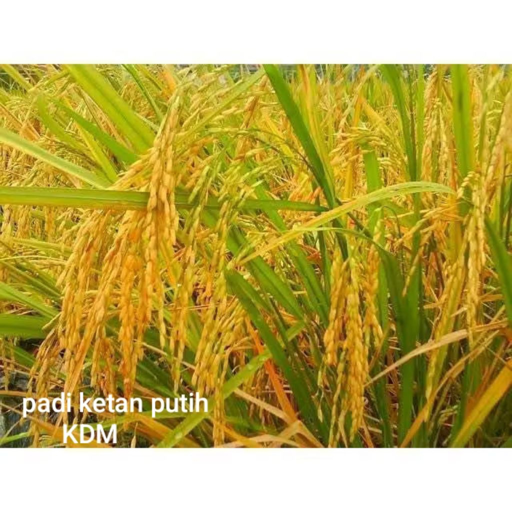 BIBIT PADI BENIH PADI KETAN PUTIH KEMASAN 1 KG BENIH PADI KETAN PUTIH grendel UNGHUL