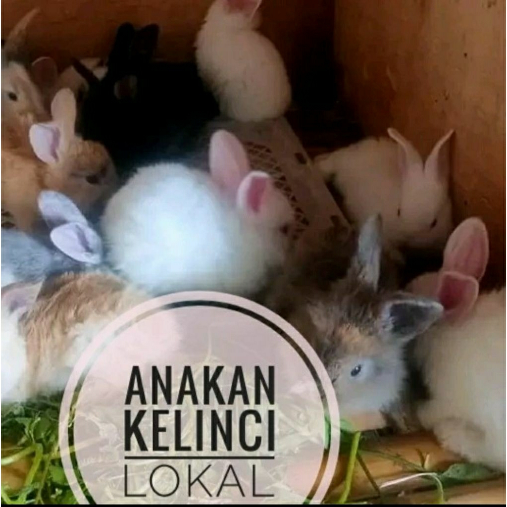 Kelinci Anggora Lokal Ciprutan Hidup - Usia 2 Bulan, Warna Bisa Request, Siap Langsung Dipelihara