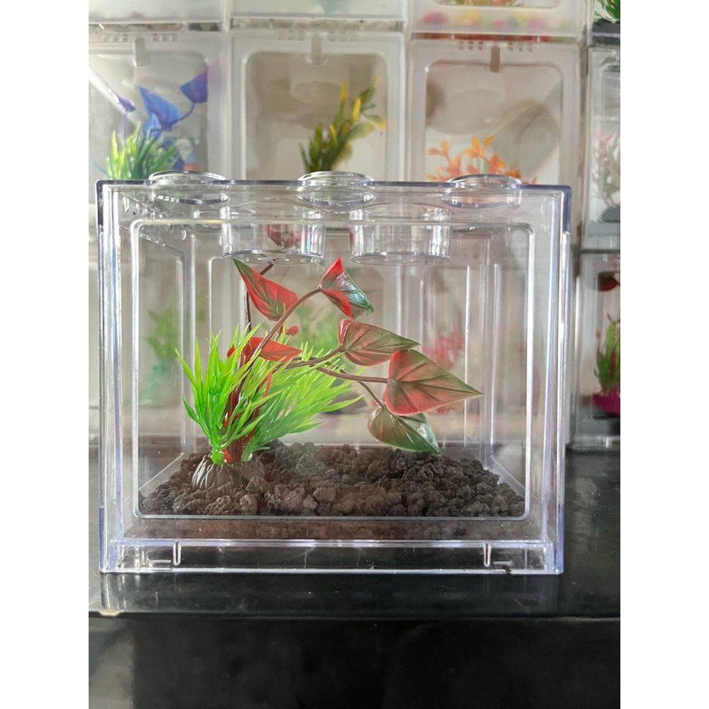 aquarium lego cupang