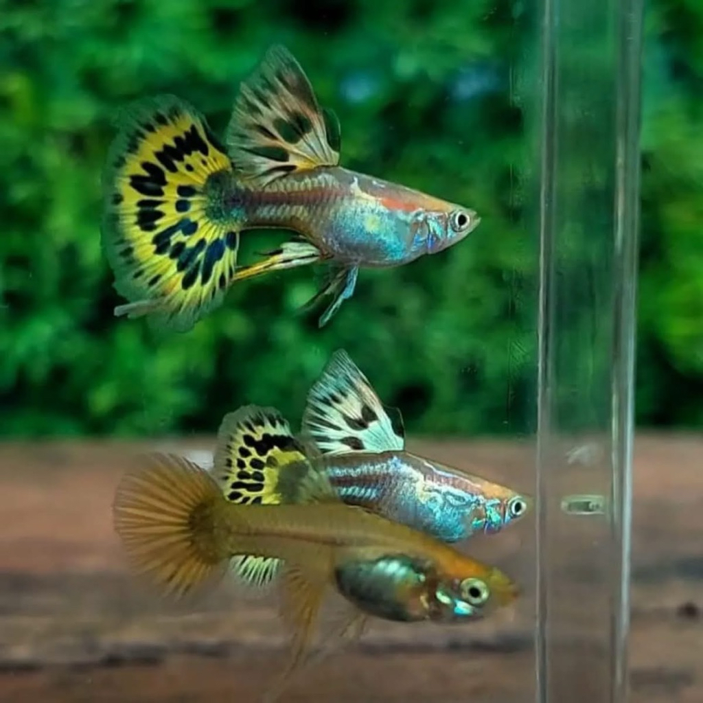 Paket isi 10 guppy cobra dragon mozaik mix jantan betina hiasan aquarium aquascape