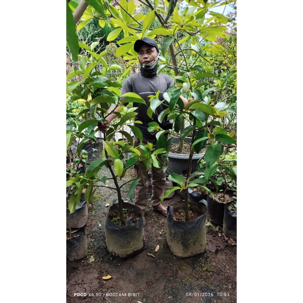 Pohon Manggis okulasi