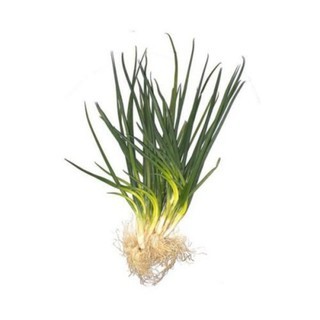 DAUN BAWANG KECIL / DAUN CUNG / DAUN BAWANG SON 100GRAM