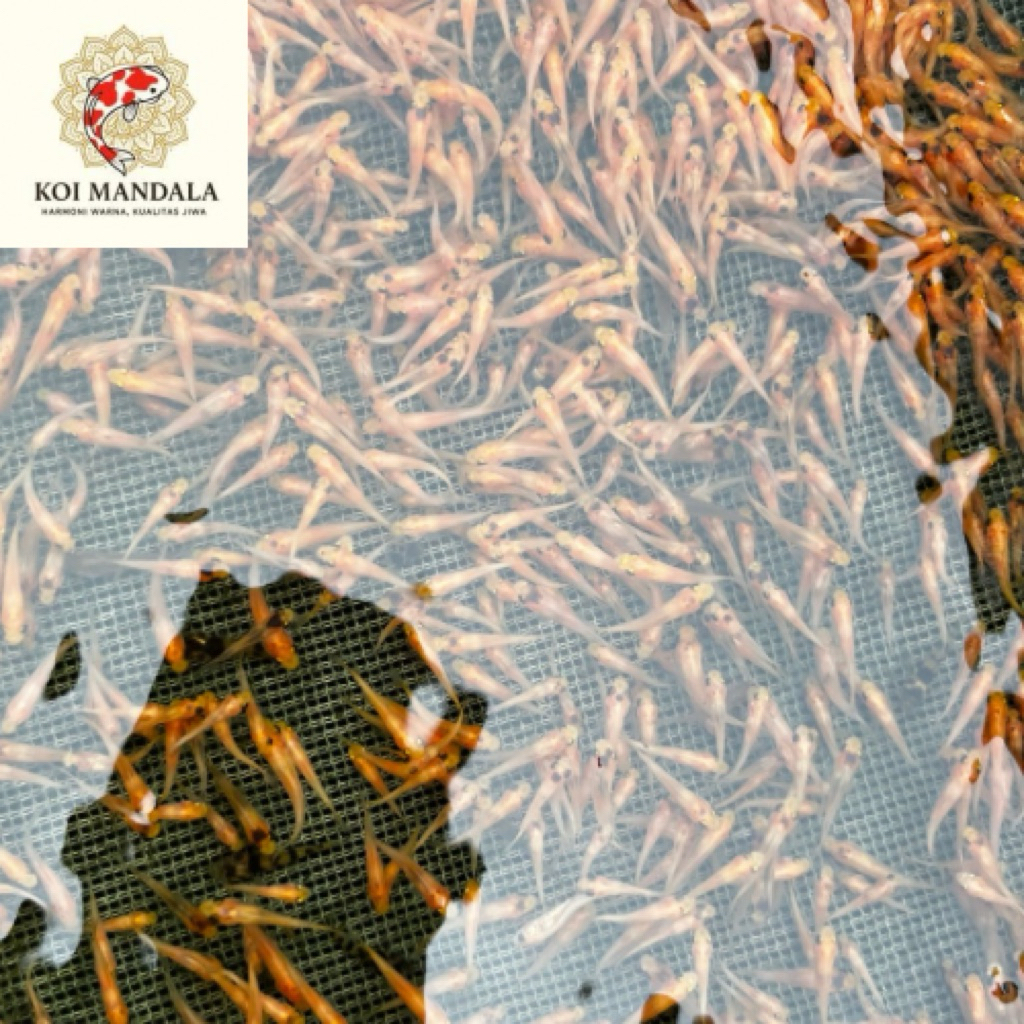 Bibit Ikan Terapi Pengobatan Oren Size 2-3cm paketan isi 50 ekor > Bonus Pakan