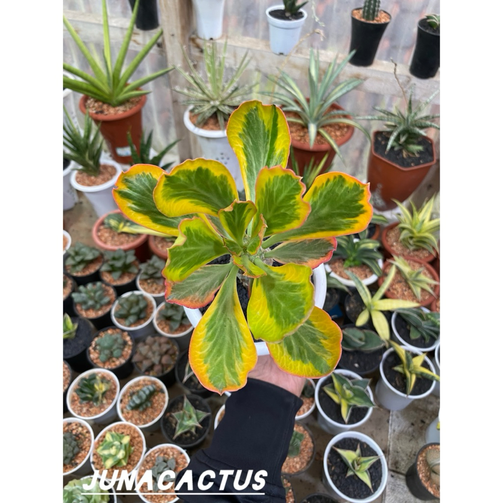 Euphorbia Personii Variegata