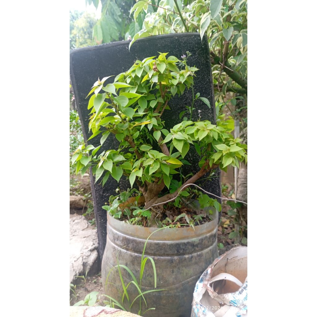 Bonsai bougenville singapore ori