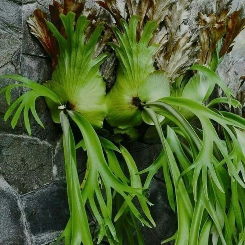 tanaman kadaka uncal