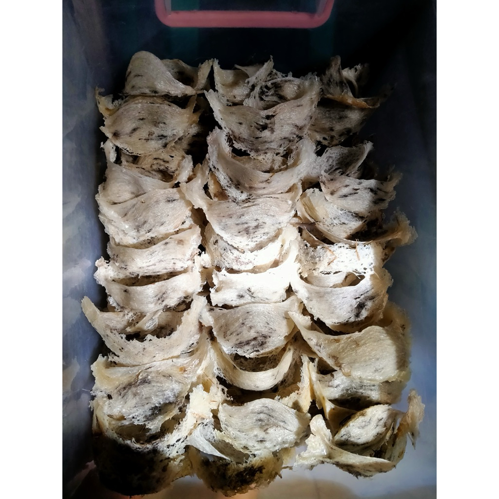 Sarang Burung Walet Kotor Asli 100% Per Gram, Mentah Kering, Produksi Rumah Walet  Raw Edible Bird N