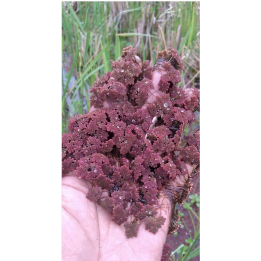 AZOLLA merah pakan alternatif ternak ( 500gr )