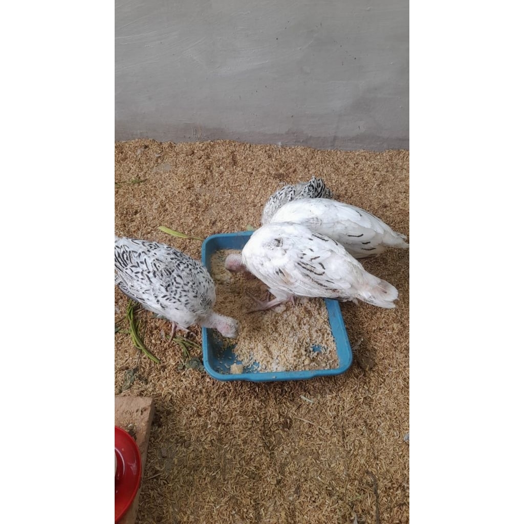 anakan kalkun golden palm 2-3bulan