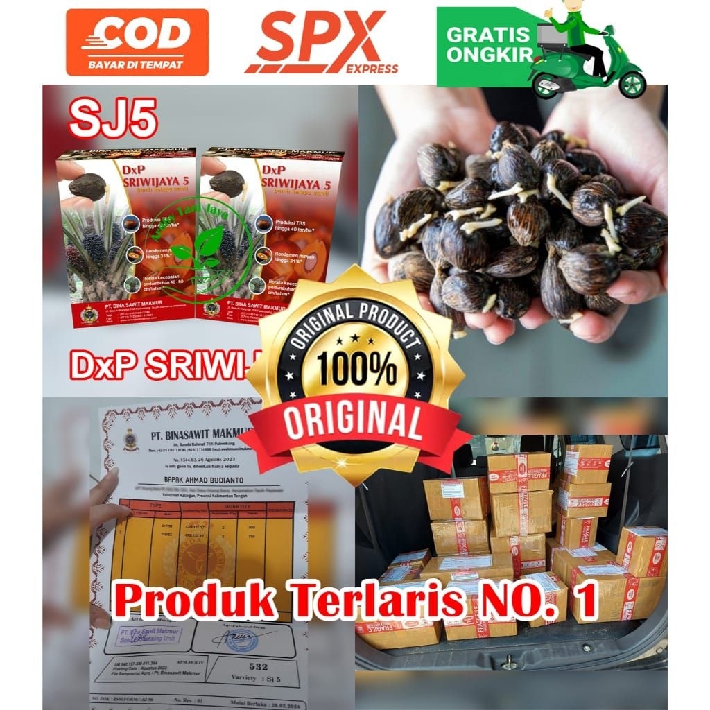 Bibit sawit super SRIWIJAYA 5 unggul bersertifikat siap tanam