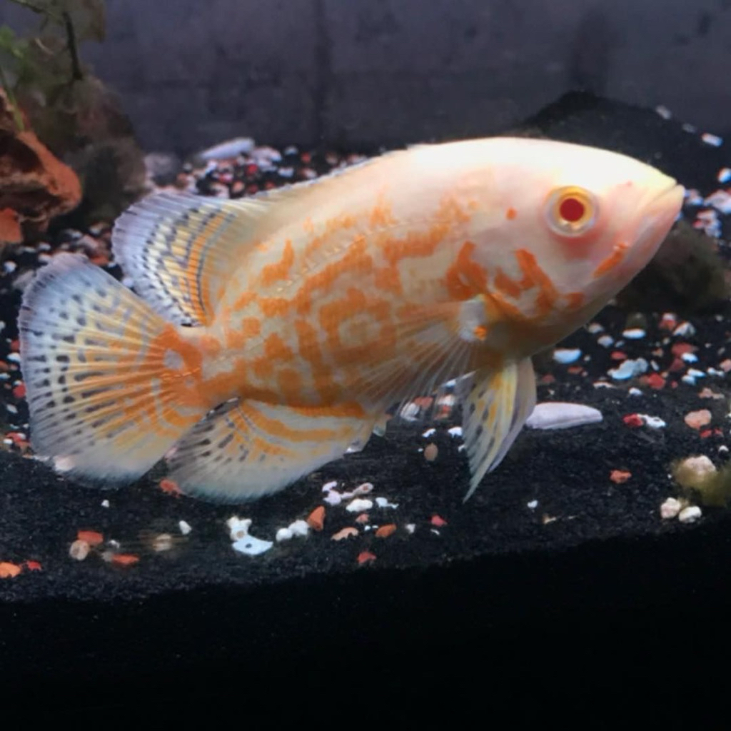 [Chan Aquatic] PKU ONLY Oscar Tiger Albino Size 2.5 Jari