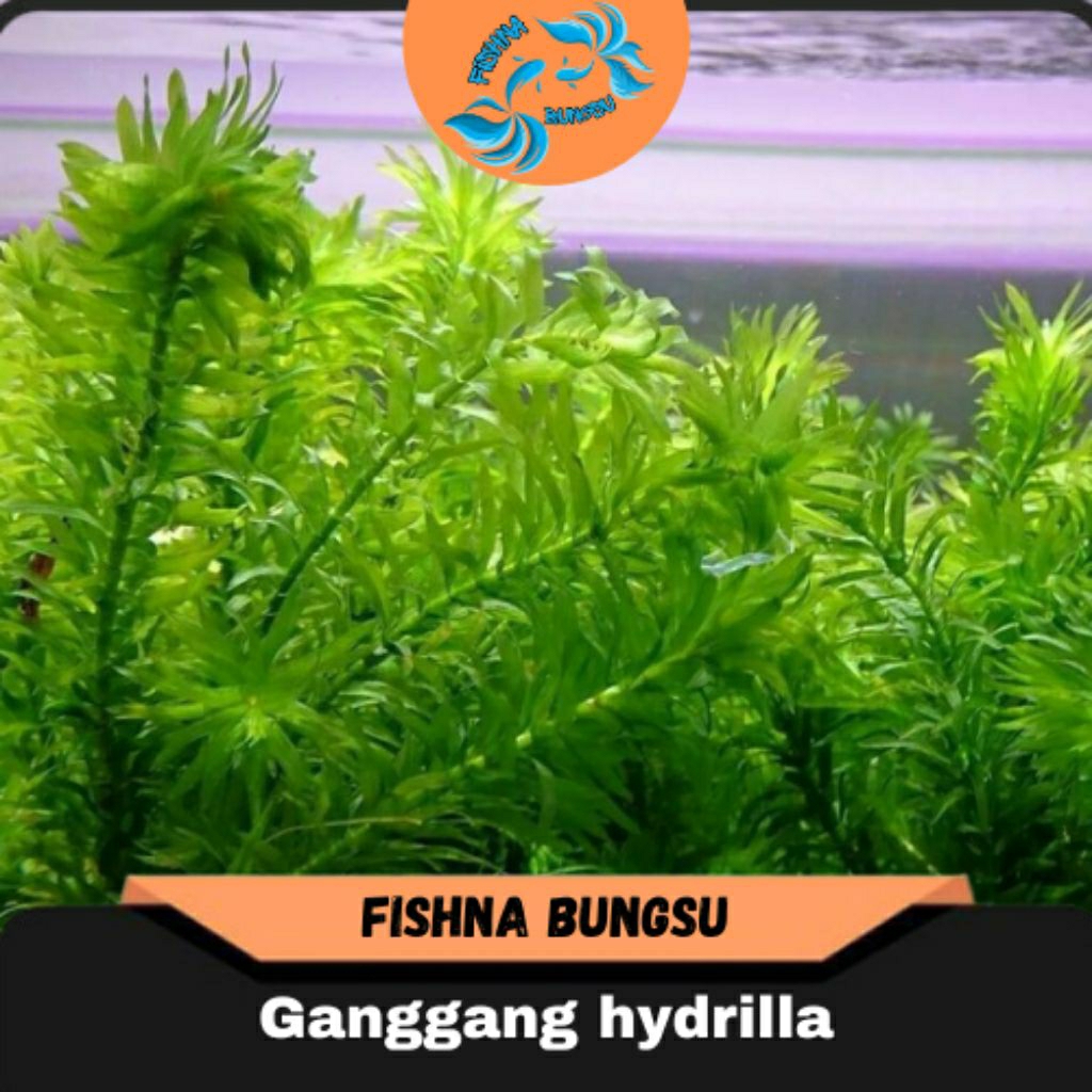 hydrilla verticillata/Ganggang air, tumbuhan oksigen air CO2