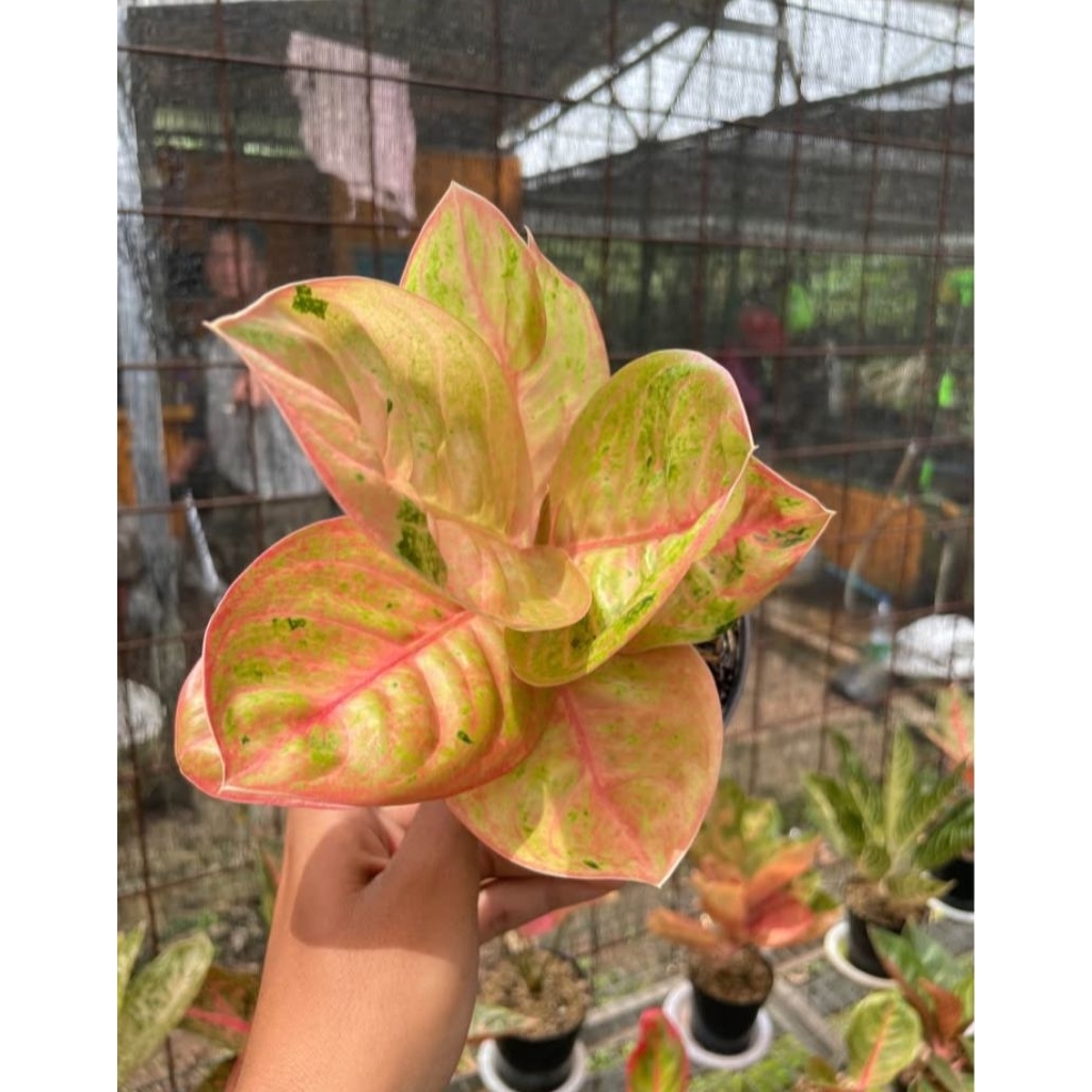 aglonema RL berkualitas original termurah dan terlaris