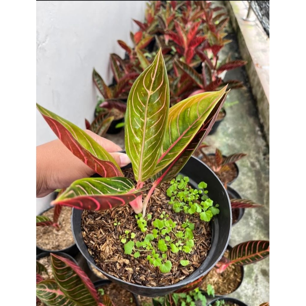 aglonema red Sumatra original termurah dan terlaris