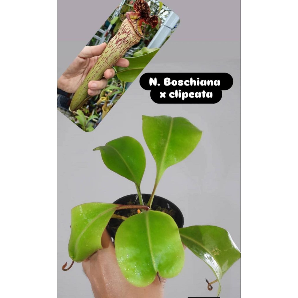 Nepenthes boschiana x clipeata