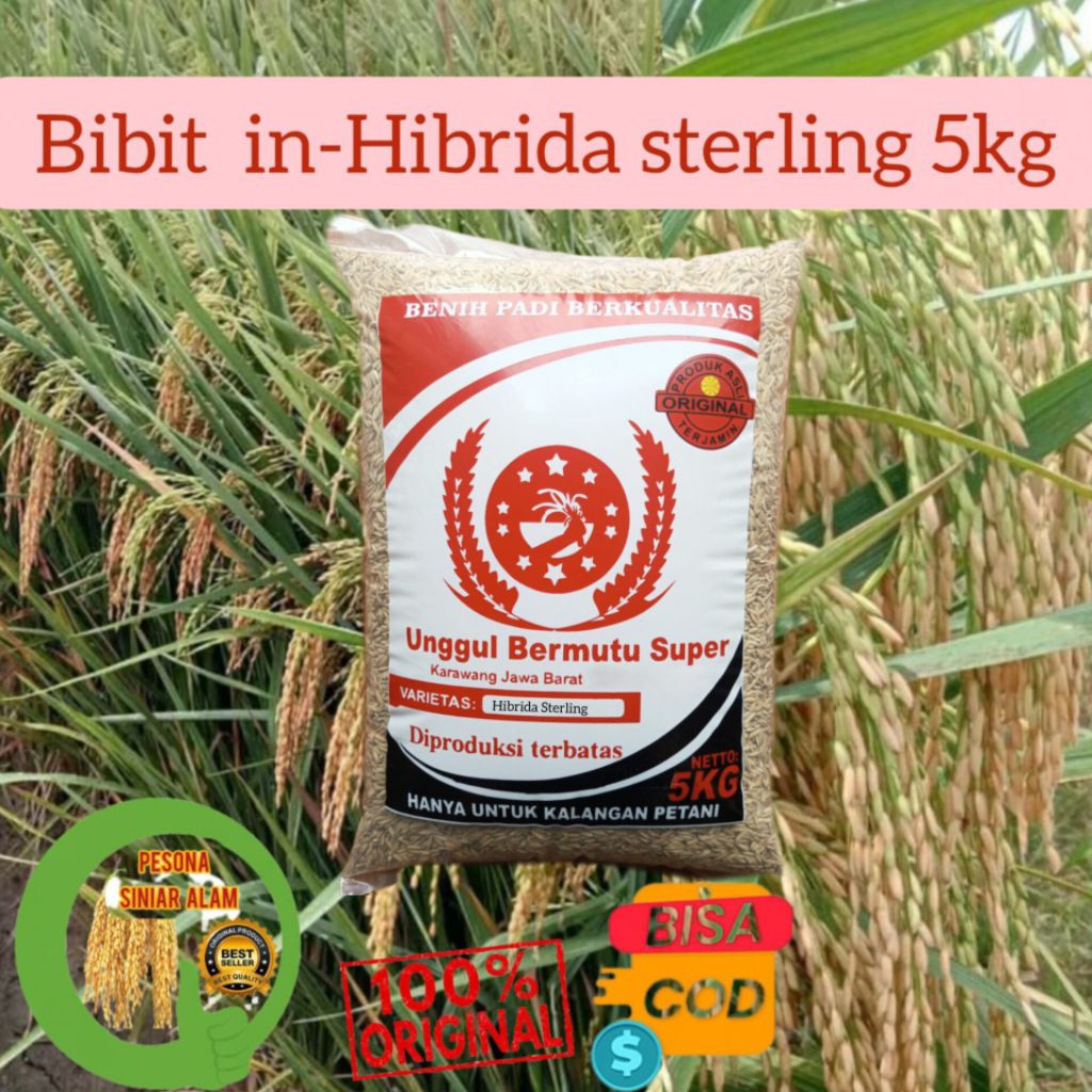 BIBIT PADI IN-HIBRIDA STERLING SUPER 5KG RENDEMEN LEBIH TINGGI