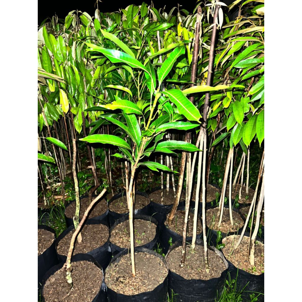 Bibit Mangga Kiyojay