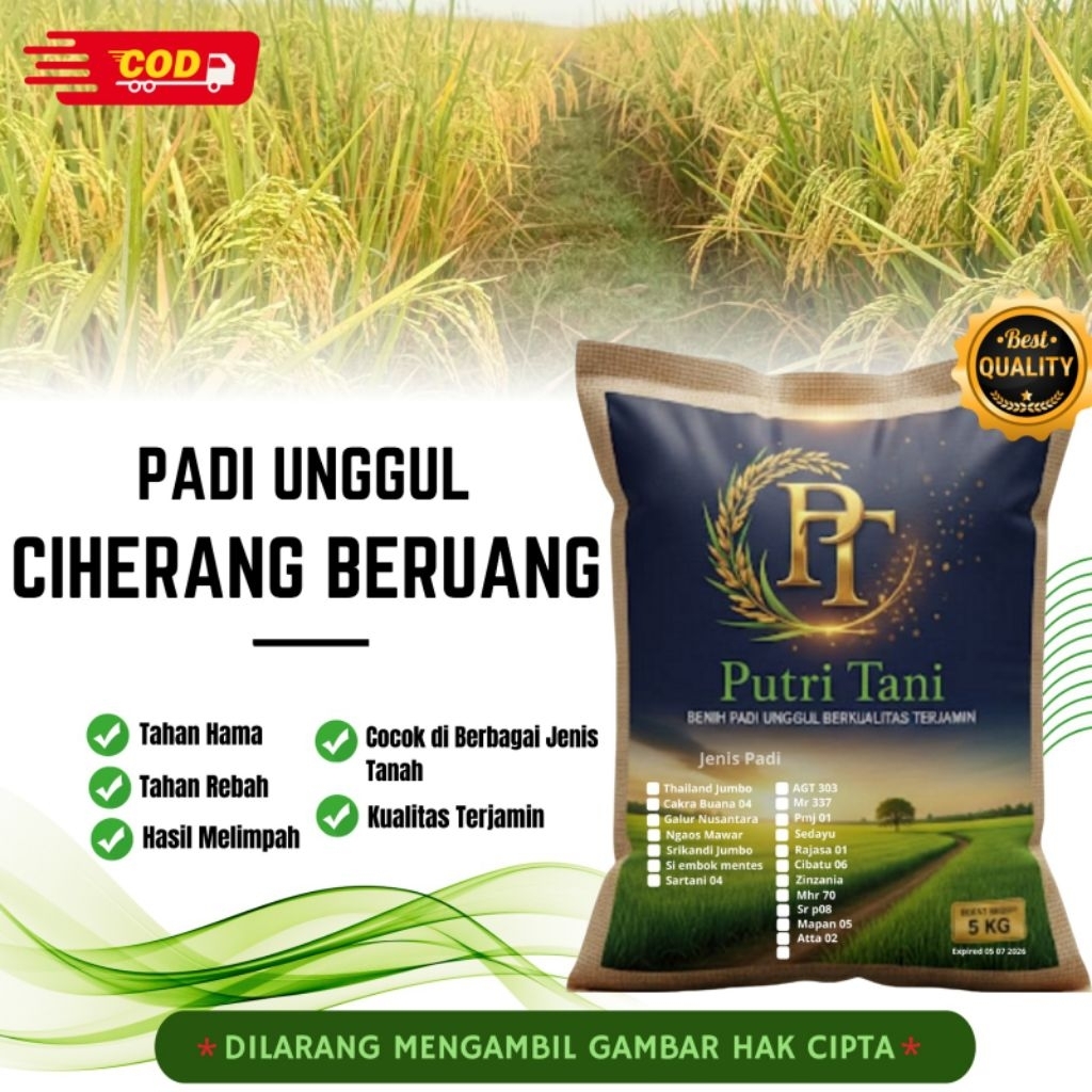 BIBIT PADI CIHERANG BERUANG KEMASAN 5KG