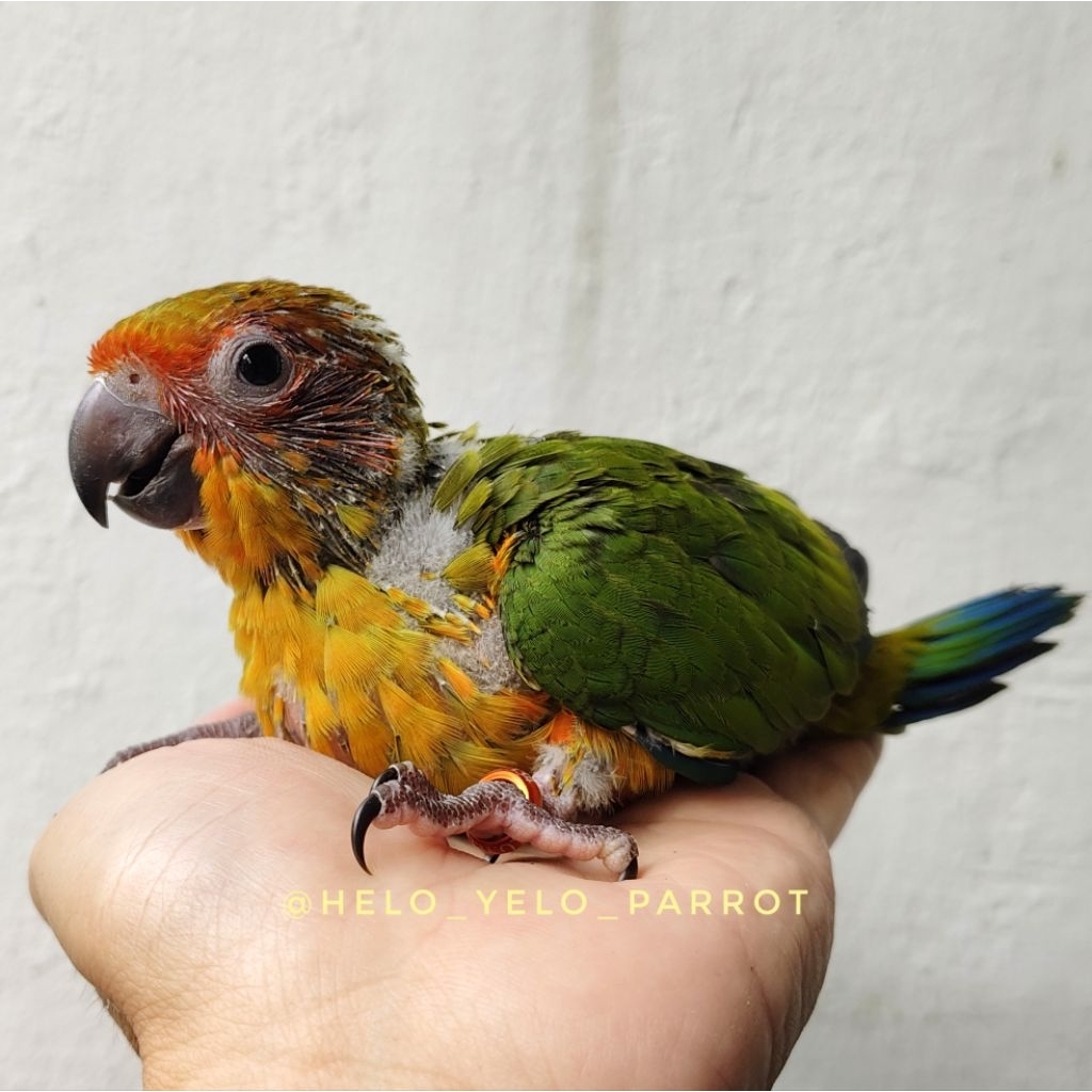 Baby Sun Conure / sunconure / SC