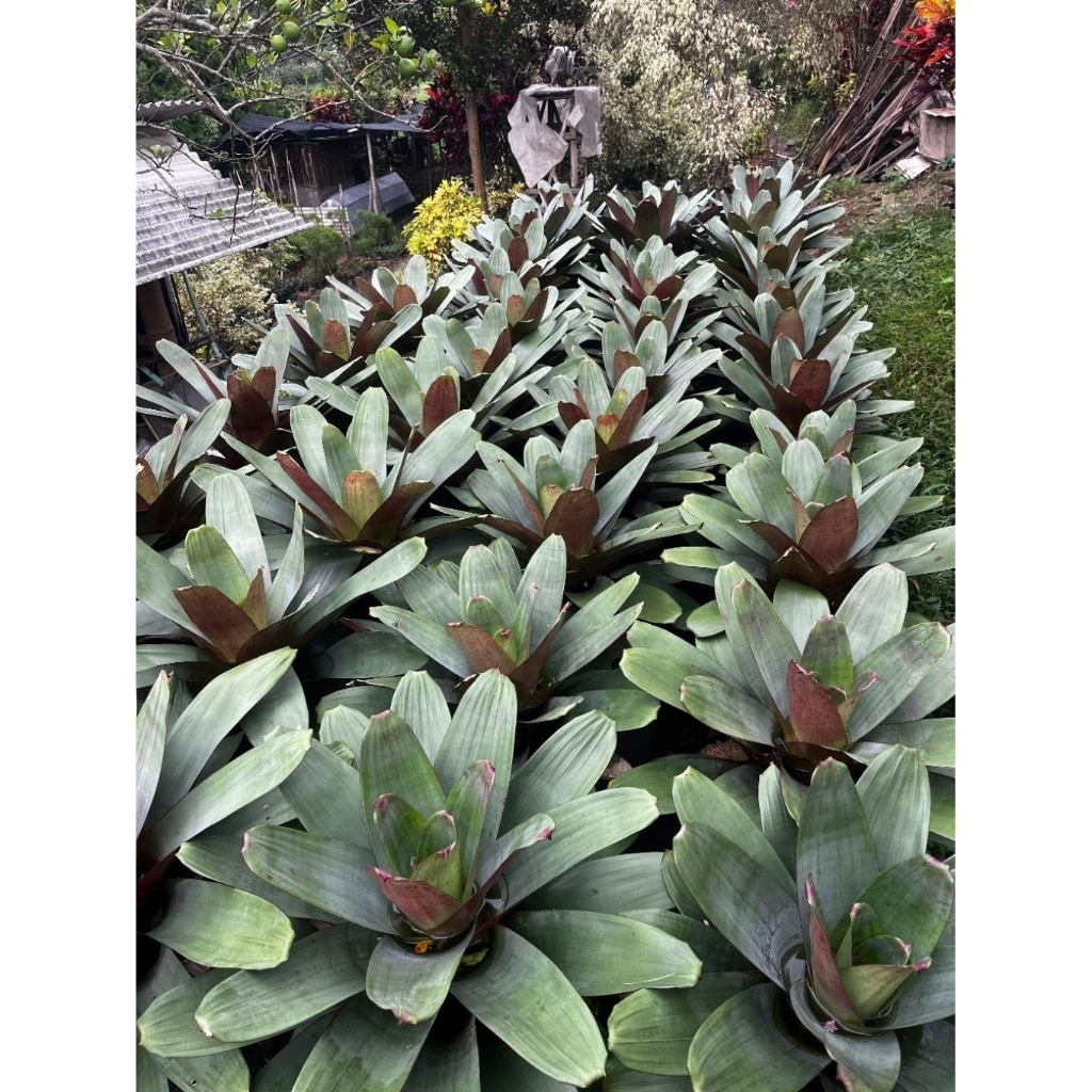 Bromelia Giant Merah - Tanaman Hias Bromelia Giant Merah Ukuran Dewasa - Bromelia Giant Merah Rimbun