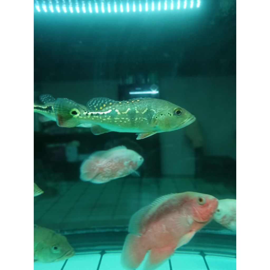 Pbass orinoco good marking