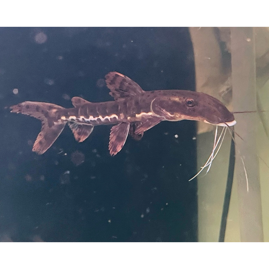 Ikan Tiger Shovel Nose catfish (TSN)