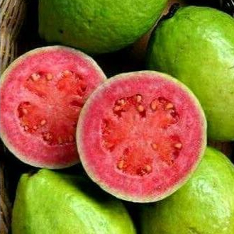 Jambu Biji Kristal Merah 1kg dipetik langsung dari kebun