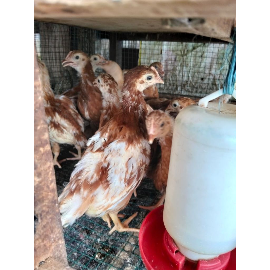 ayam petelur usia 2 bulan sudah vaksin asli betina petelur merah