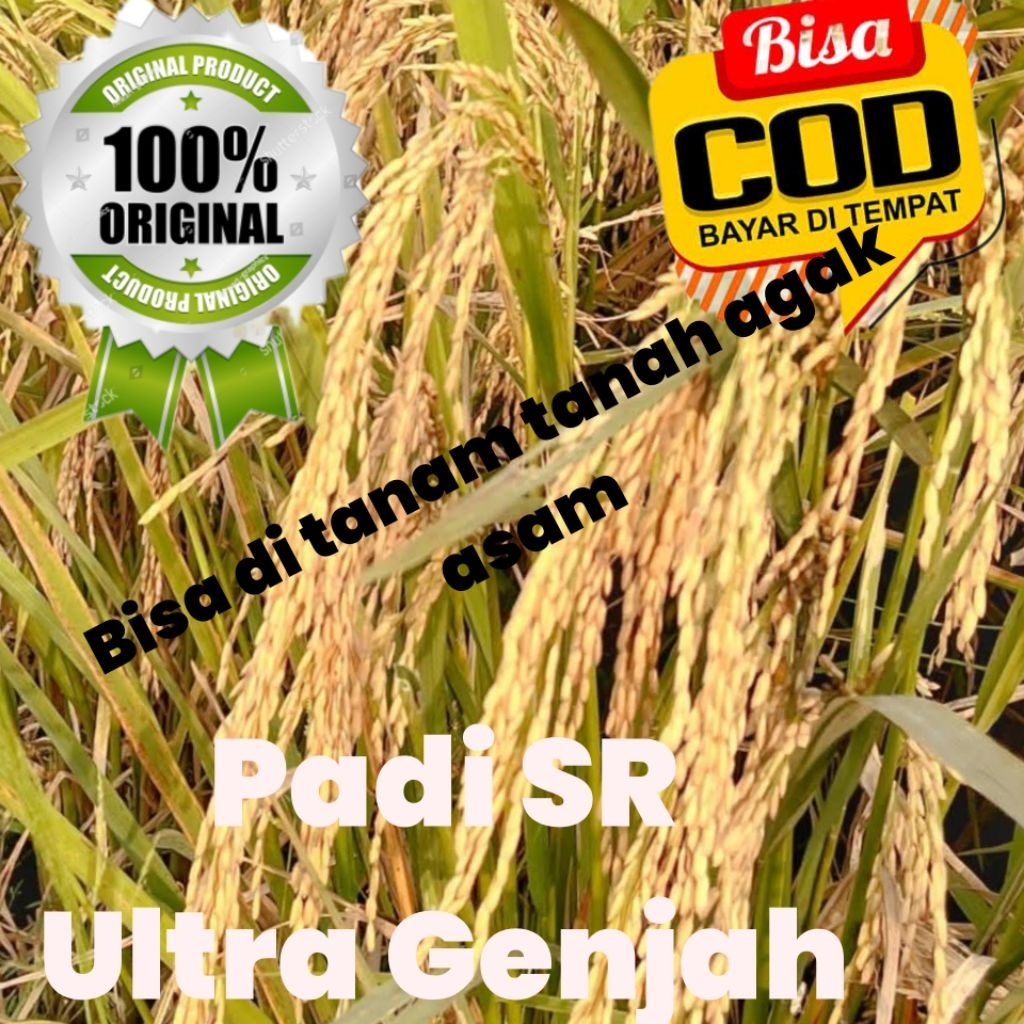 benih padi SR Ultra Genjah kemasan 5kg