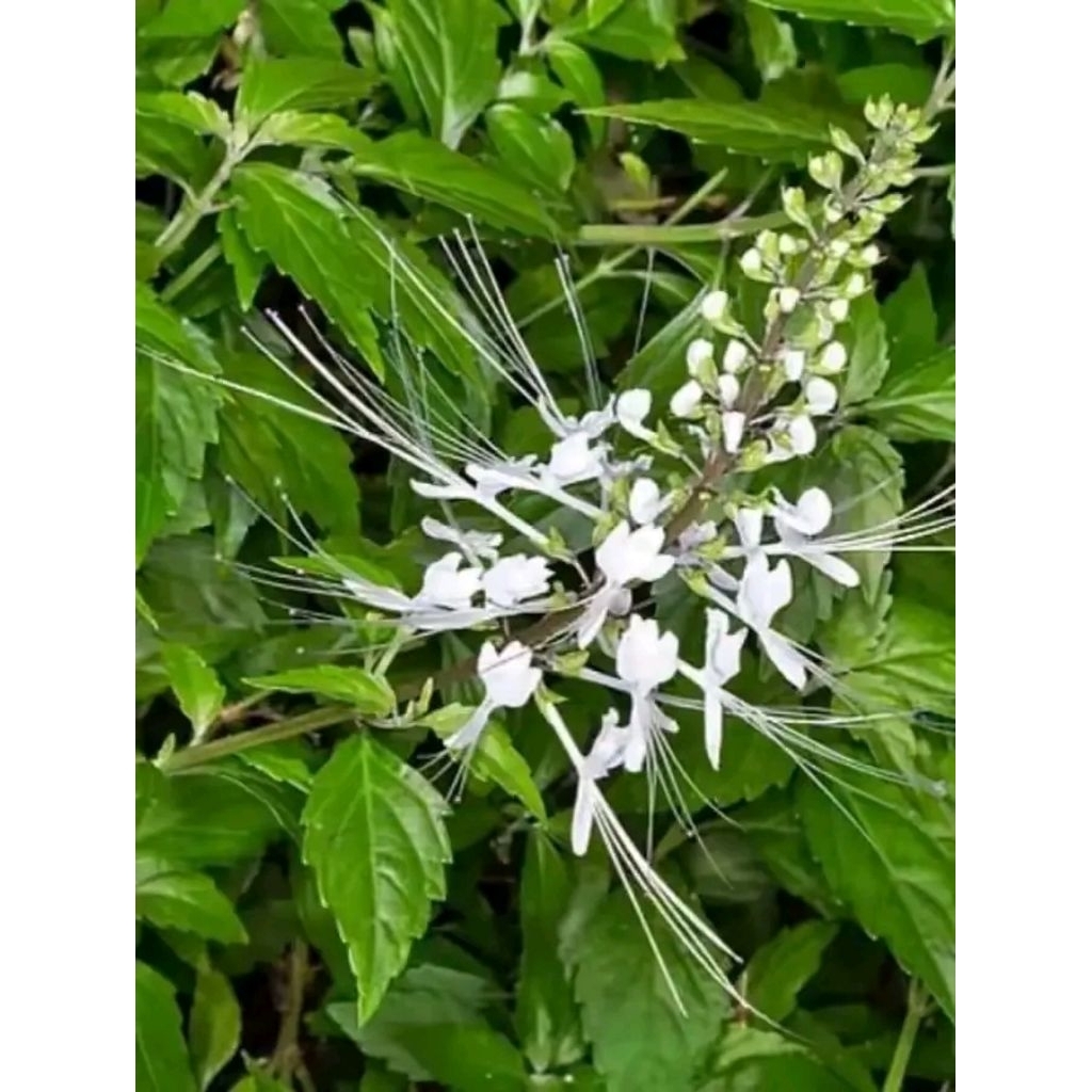 Daun Kumis Kucing Segar 250g - Diuretik, Antiinflamasi, Antibakteri