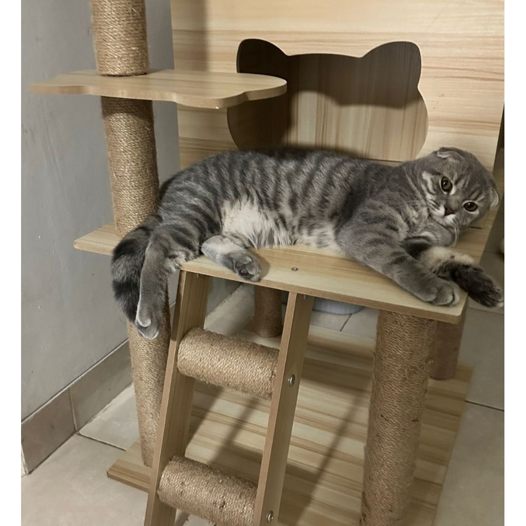 Scootish fold betina