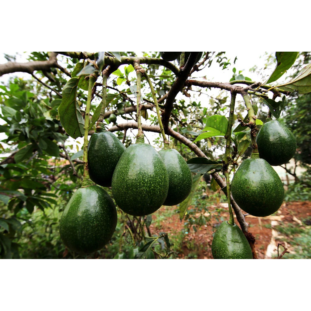 Indukan Tanaman Alpukat Miki Sudah Pernah Berbuah (Full Media Peking Kayu)