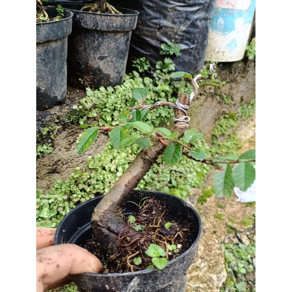 bibit bahan bonsai ulmus murah‼️bahan bonsai ulmus