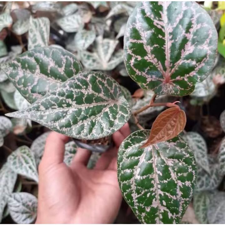 [PROMO] Daun Sirih Merah / Sirih Wulung Asli KUALITAS PREMIUM [10 LEMBAR]