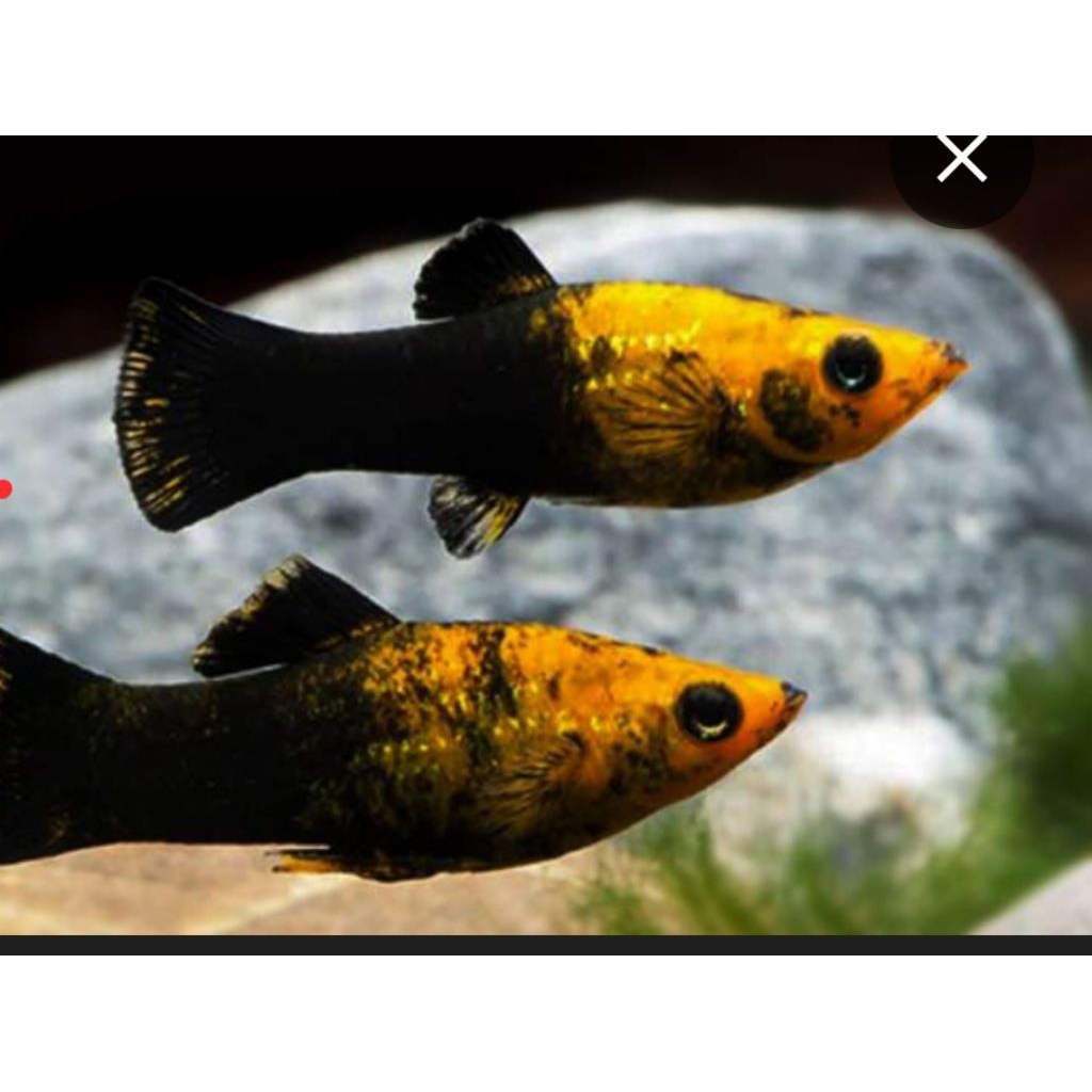 paketan guppy golden shot body 5 ekor indukan siap dibudidayakan