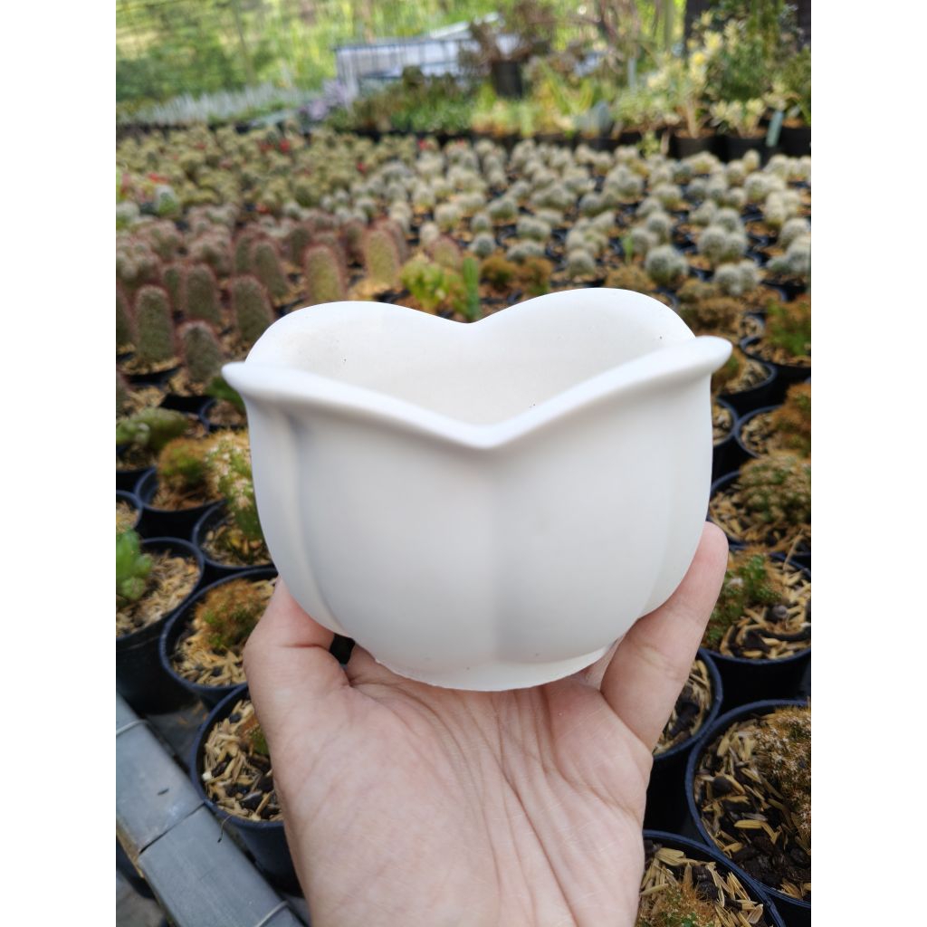 pot concrete bunga / pot semen / pot kaktus / pot putih
