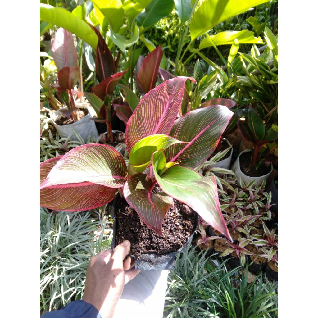 tanaman hias pisang Bugis merah